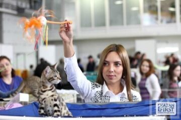 Международная выставка кошек «Синеглазый апрель»